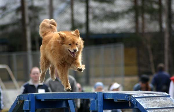 Nette.jpg - Suomenlapinkoira Nette