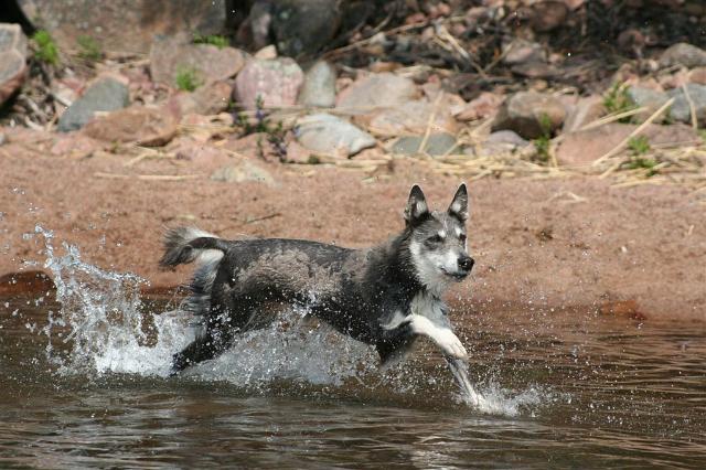 Otokka3.JPG - Lapinporokoira Ötökkä   Kuva: Sari Kokko