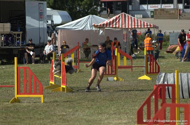 Riddu.jpg - Suomenlapinkoira Riddu