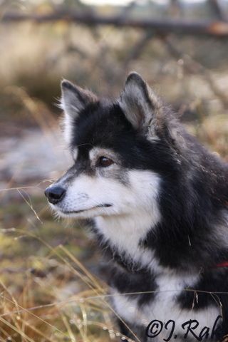 Taika12.jpg - Suomenlapinkoira Taika