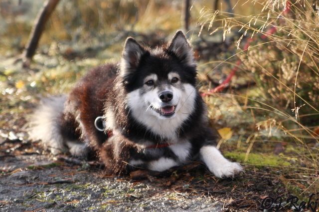 Taika6.jpg - Suomenlapinkoira Taika