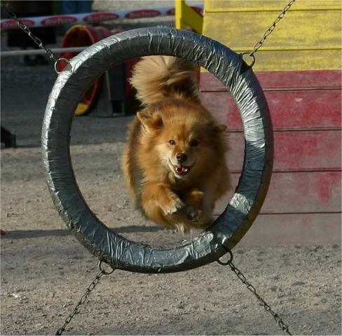 Nette_2.jpg - Suomenlapinkoira Nette