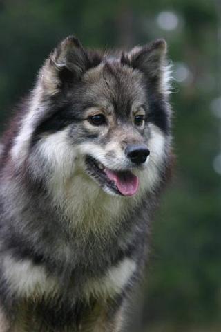Riddu2.jpg - Suomenlapinkoira Riddu