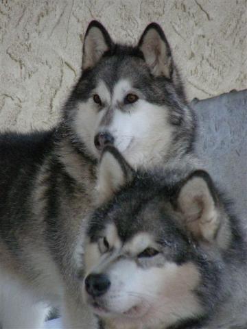 Usva&Aatos.jpg - Malamuutit Aatos ja Usva