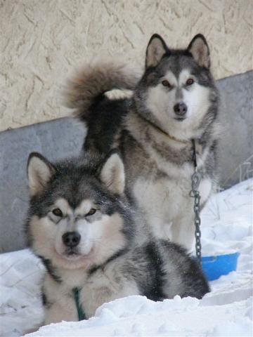 Usva&Aatos2.jpg - Aatos ja Usva